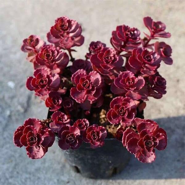 Sponsored Ad - Mphmi Plant NCR Live Sedum spurium Voodoo, Dragon blood - Succulent Plant