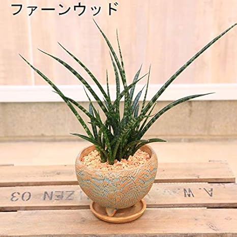 Amazon Co Jp 観葉植物 サンセベリア ファーンウッド コノハ信楽焼き鉢 受皿付 ホーム キッチン Amazon Co Jp 観葉植物 サンセベリア ファーンウッド コノハ信楽焼き鉢 受皿付 ホーム キッチン