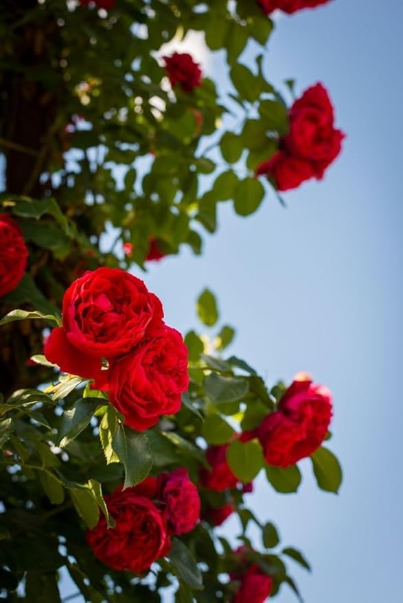 Image of Live Climbing Red Rose Plant with Plastic Pot | Fragrant Creeping & Trailing Flower for Home & Garden | Ornamental Vining & Rambling Rose Plant