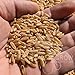 Khorasan Wheat Berries - 100% Certified Organic Khorasan Whole Wheat Grain by PowerGrow System (Khorasan Wheat 5 Pounds)