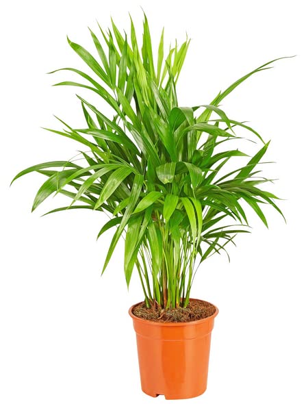 Areca Lutescens Natural Planta Ornamental de Interior