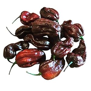 Habanero Chocolade 10 zaden (ultra hete en zeldzame chili)