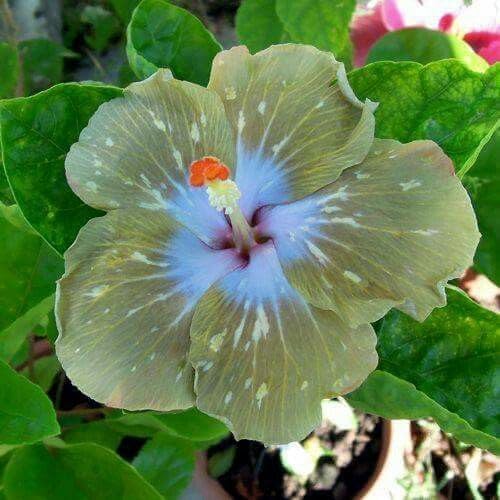 BeGrin Taiwan Green Hibiscus Grafted Live Plant Rose Mallow Multi Colour Bi colour Double Colour Joba Flower Live Plant Chinese Hibiscus China Rose Shoeblack 1 Healthy Plant Bloom in 1 month (B0DBHYQL1W) Amazon Price History, Amazon Price Tracker