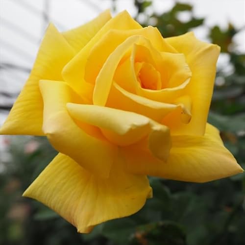 予約販売 バラ苗 バラ大苗 大輪 天津乙女 四季咲き 薔薇 ばら 黄色 troe 12月中旬以降発送 予約販売 バラ苗 バラ大苗 大輪 天津乙女 四季咲き 薔薇 ばら 黄色 troe 12月中旬以降発送