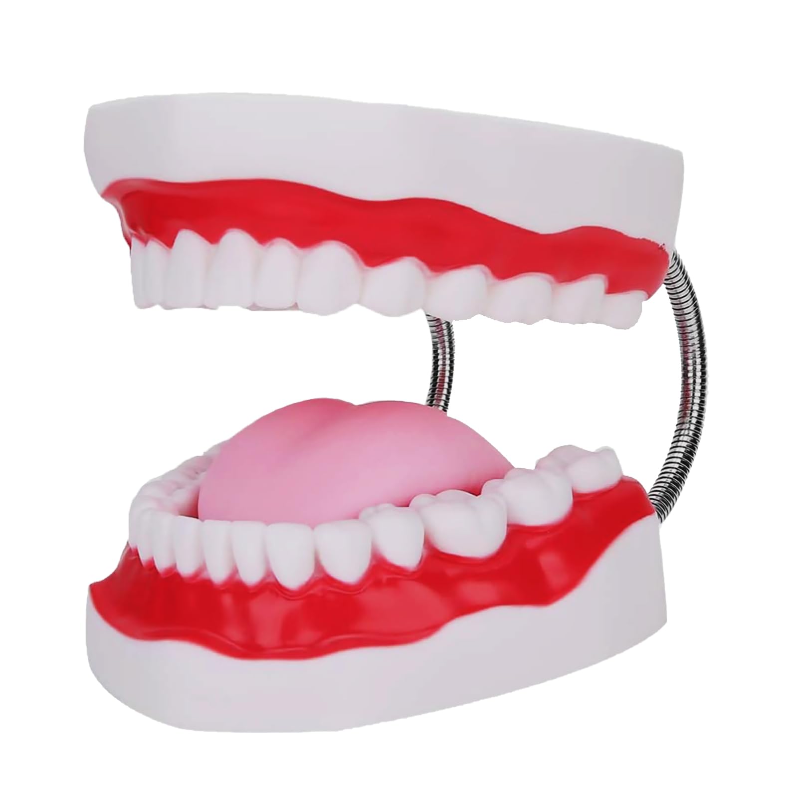 6 Times Enlarged Mouth Model with Metal Hinge for Speech Therapy and Dental Teaching with Toothbrush Included - Perfect for Kids and Children