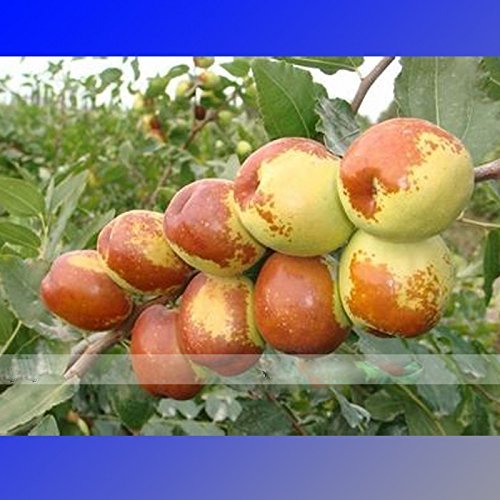 (Ziziphus Jujube @No1Ambizu 20 Seeds / Pack, Ziziphus Jujube Seeds Chinese Date Hardy Plant (Ziziphus Jujube @No1Ambizu 20 Seeds / Pack, Ziziphus Jujube Seeds Chinese Date Hardy Plant