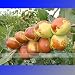 (Ziziphus Jujube @No1 *Ambizu*) 20 Seeds / Pack, Ziziphus Jujube Seeds Chinese Date Hardy Plant