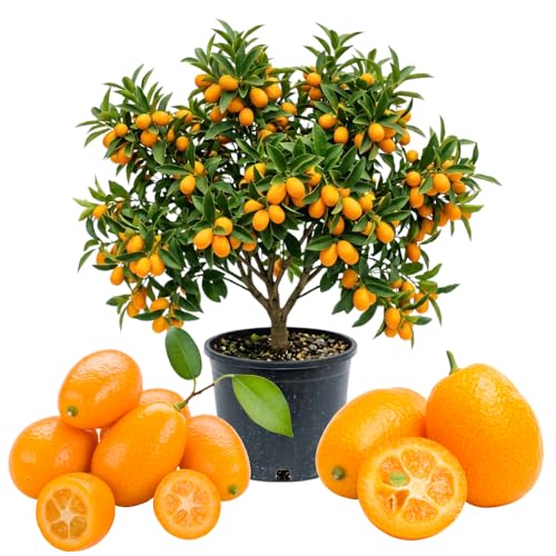 Meiwa Kumquat Trees Live Plants in 1 Gallon Pot 1-2 Feet Tall Sweet Citrus Tree for Indoor Outdoor Patio and Garden Growing