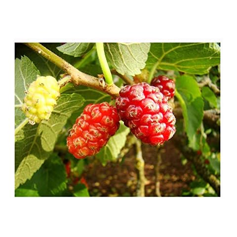 Black Mulberry Tree Morus nigra Hardy Fruit Tree Starter Plant of 15-20cm, Fruit is Sweet and Edible Cover
