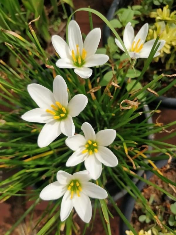 Multicolour Rain Lily Bulbs for Terrace, Balcony & Home Garden – Pack of 5-image-16