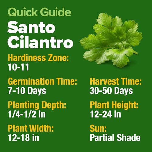 HOME GROWN Non GMO 500+ Cilantro Seeds (Fast Growing) Heirloom Coriander Seeds for Planting Indoors & Outdoors Santo Cilantro Herb for Kitchen Garden, High Germination - Image 5