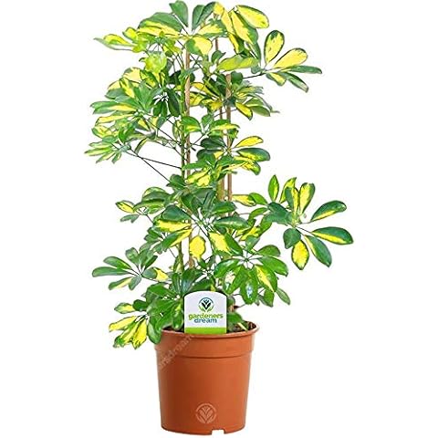 GardenersDream Schefflera Gerda Indoor Plant Cover