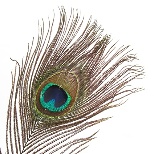 Ccinee 15Pcs Real Natural Peacock Feathers, 10-12 Inches Peacock Tail Feather For Craft Halloween Costume Bridesmaid Corsage Christmas Wreath And Home Decoration #TOP1