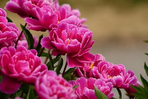 Miniatura 2 de Karl Rosenfield - Raíces perennes de peonía para cultivar  Flores clásicas de doble magenta con belleza duradera (1 raíz)