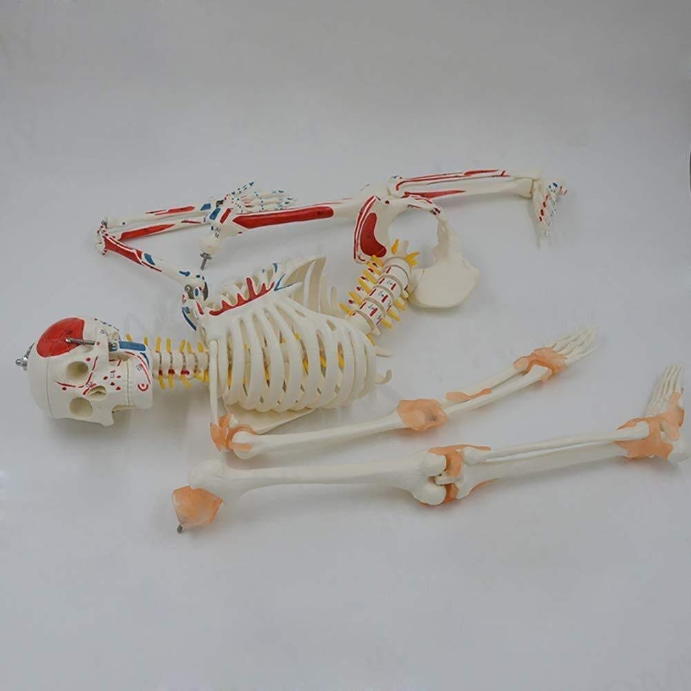 Anatomisches Modell 85 cm Menschliches Skelett Modell mit Nerven, Venen und Arterien und herausnehmbaren gelenkige Backe Display ideal für die Medizinstudenten und Studienmodell d Steht