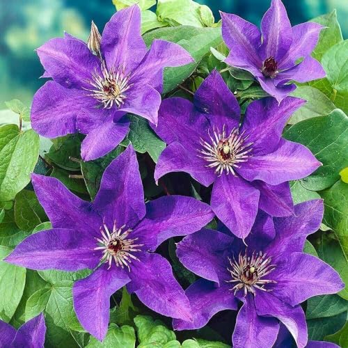 50 Dark Purple Clematis Seeds Bloom Climbing Non-GMO,...