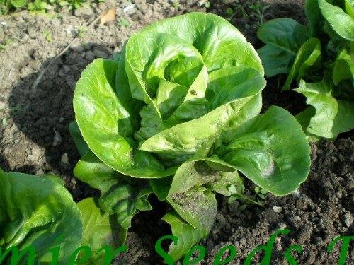 PREMIER SEEDS DIRECT Lettuce - Little GEM - 1200 Seeds (Organic)