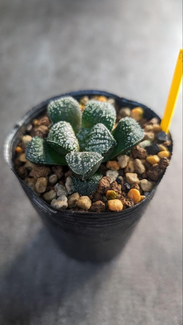 Amazon｜多肉植物 ハオルチア モルドール｜観葉植物 オンライン通販