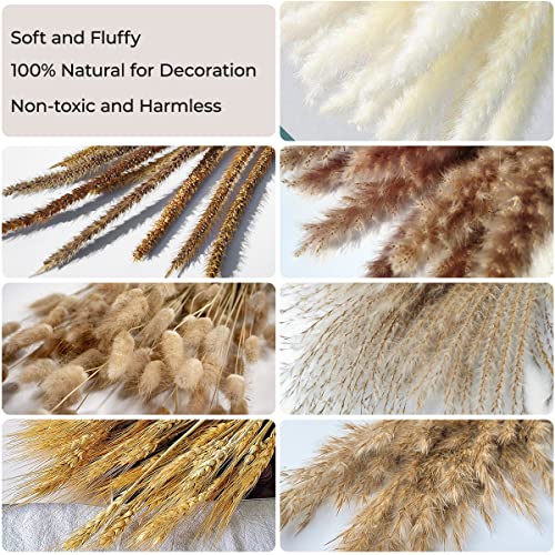 Erba di pampa naturale essiccata, fiori secchi