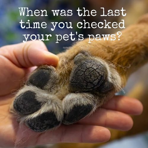 Noseprint Bio-Nasen- und Pfotenbalsam, 30 ml, 100 % natürlich, für Hunde, Feuchtigkeitspflege, spendet Feuchtigkeit und Konditionen, lindert trockene, rissige Pads (30 ml, 1), Weiß