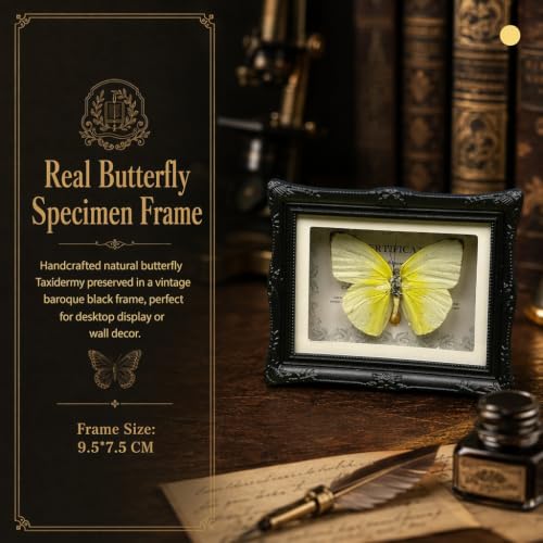 1Pcs Real Butterfly Framed Handmade, Taxidermy Butterfly Shadow Box Collection, Framed Butterfly Taxidermy for Oddities and Curiosities Gifts Tabletop Ornaments (#15-butterfly Specimen+photo Frame) — view 5