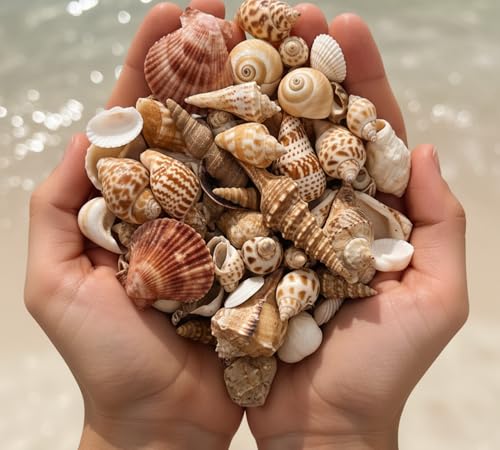 Image of Decorative Mix Sea Shell for Aquarium, shells for craft, jewellary making, Resin Art, Mix collection (All sizes) (400, Grams)