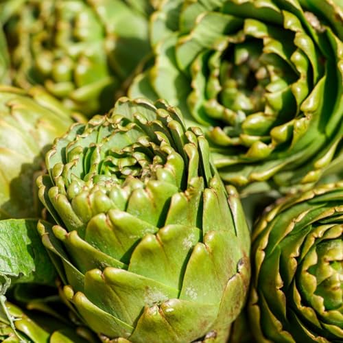 Clovers Garden Imperial Artichoke Plants - Two (2) Live Plants Non-GMO - Not Seeds - Each 4 to 8 Tall in 4 Inch Pots - Edible Vegetable Gourmet Favorite