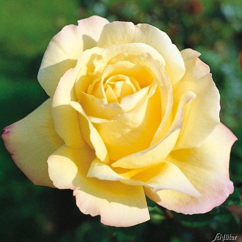 Edelrose Gloria Die in lichtgelb mit rosa Rand - Duftrose winterhart - Rosen-Blüte in lichtgelb mit rosa Rand - Rose stark duftend im 5 Liter Container von Garten Schlüter - Pflanzen in Top Qualität - Image 7