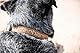 Carhartt Nylon Duck Hundehalsband Carhartt Braun/Dunkelbraun Größe M