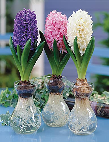 FernsFly® IMP. Hyacinth Flower Bulbs + Tulip Flower Bulbs Combo Aromatic Flower Bulbs Pack Home Outdoor Gardening Flowers Blooming (1 Set of 6 Hyacinth + 6 Tulip)