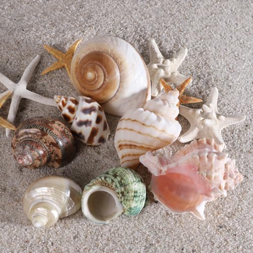 Image of PPCLION 7 PCS Large Medium Small Natural Hermit Crab Shells Turbo Sea Conch Shell for Decor, Size: 2-3.5 inch. Opening 0.5 inch-2 inch