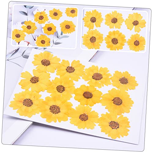 24 flores secas prensadas naturales para manualidades miniatura 5