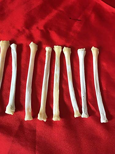 10 Real Red Fox Leg Bone Craft Supply Jewelry Earring Gothic Claws Decoration