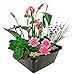 Produktbild vdvelde.com - Mini Teichpflanzen Set Winterhart - Rosa - 1 Rosa Seerose und 3 Blühende Wasserpflanzen - inklusive Teichkorb, Lehm, Abdeckkies und Teichpflanzen Dünger - Van der Velde Wasserpflanzen