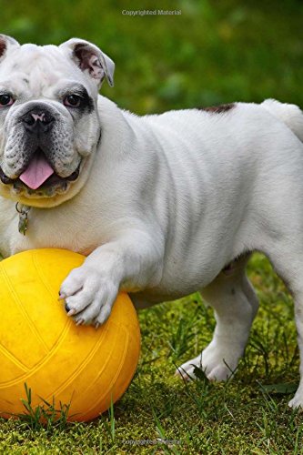 little english bulldog