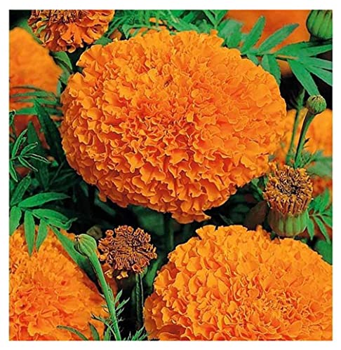850 African Marigold Hawaii Seeds - Good Addition to...