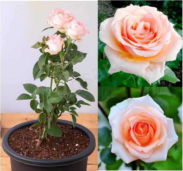 Rosarian® 