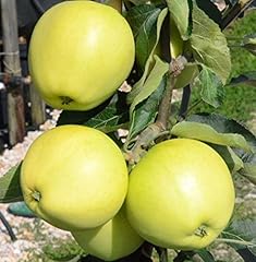 Weißer Klarapfel, Sommerapfel Syn...