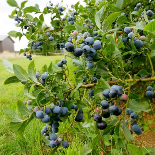Miniature Sunshine Blue Blueberry Bushes Live Plant, Blueberry Plants Live for Planting, Blueberries Fruits Trees Shrubs to Grow Indoor Outdoor Garden Miniature Sunshine Blue Blueberry Bushes Live Plant, Blueberry Plants Live for Planting, Blueberries Fruits Trees Shrubs to Grow Indoor Outdoor Garden