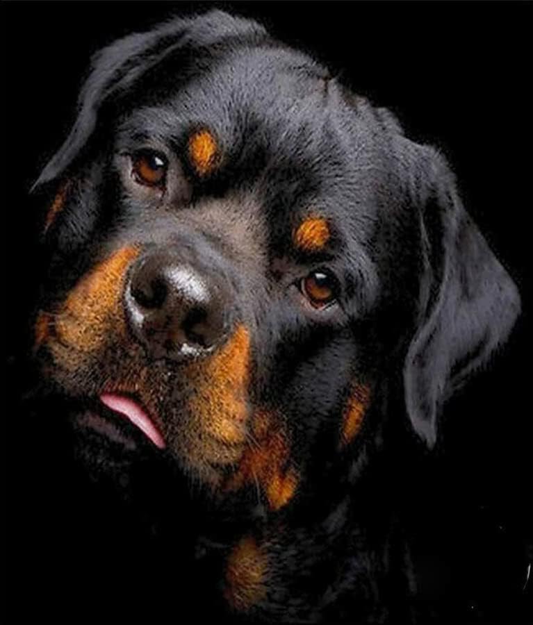 Rompecabezas de madera de 1000 piezas para actividades familiares, juegos de fotos de perro Rottweiler, decoración familiar, regalo de cumpleaños