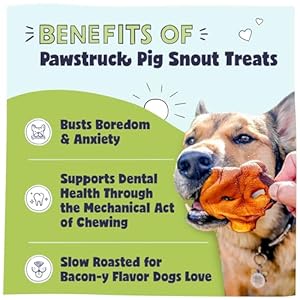 Pawstruck Natural Slow Roasted Pig Snouts for Dogs – Premium Single Ingredient Low Fat Pork Chew Treat for All Breeds – No Artificial Preservatives for All Breeds – 10 Count – Packaging May Vary