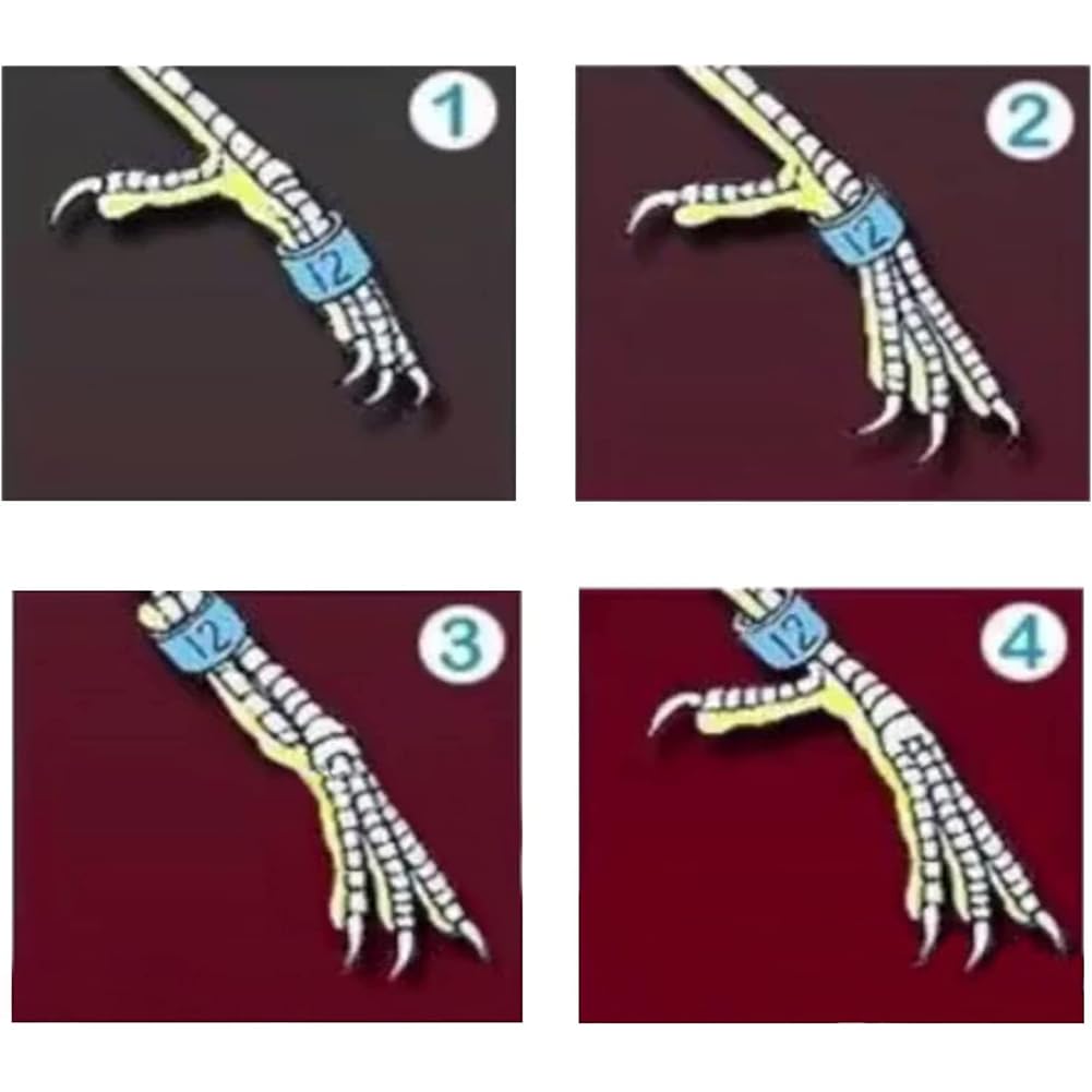 Colore Misto, Anello per Gamba di Piccione in Alluminio, numerato Casualmente, Fascia di identificazione dell'anello per Gamba di Piccione (4-8 mm) 200pz Mixed colors5.0mm