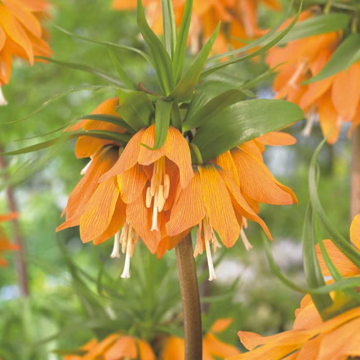 Amazon.co.jp: フリチラリア アーリードリーム 球根 1球 早咲き