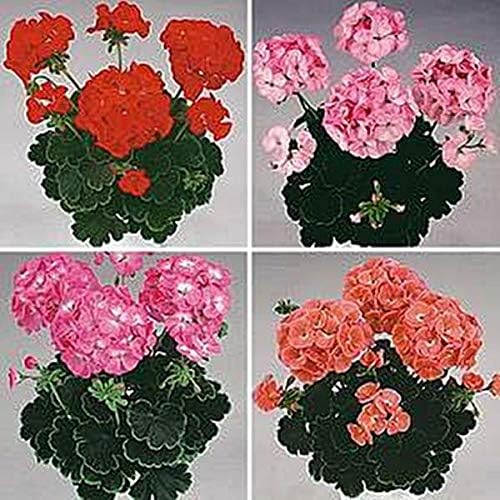 Geranium Zonal Black Velvet Series Mix Seeds