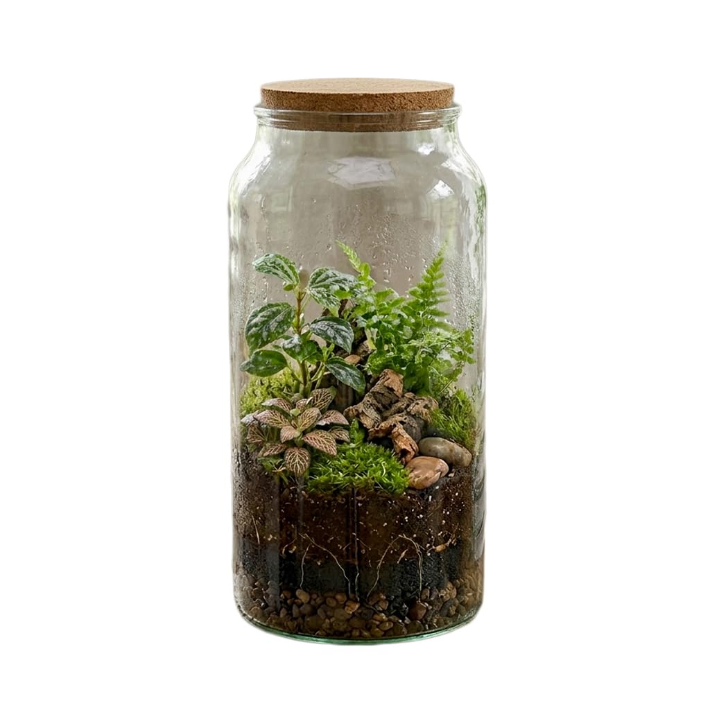 Large Recycled Glass Terrarium Bottle with Cork Lid, Half Open Design