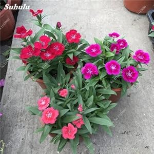 Garofani rari Seed Bonsai seme di fiore Bonsai caryophyllus fiori giardino della casa per feste 200 pc/Pacchetto 3