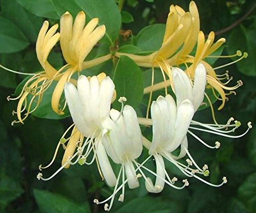 Graham Thomas Honeysuckle