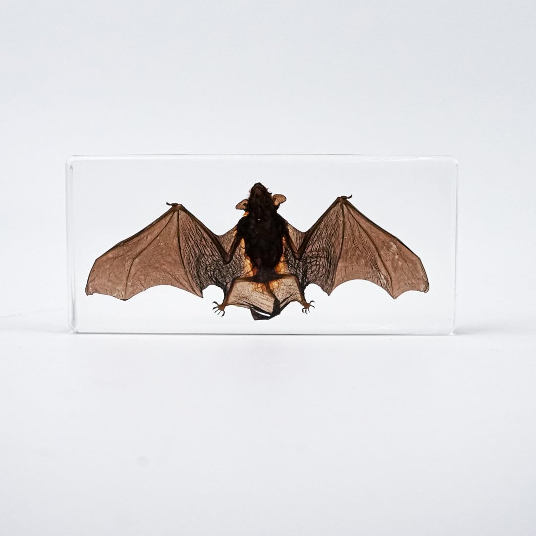 Bat Specimen, Real High Quality Resin Bat Specimen for Science Classroom Science Education, Biology, Collections, Animal Study Enthusiasts, Quirky Animal Skulls (Bat 5.6x2.6x0.8 Inch)