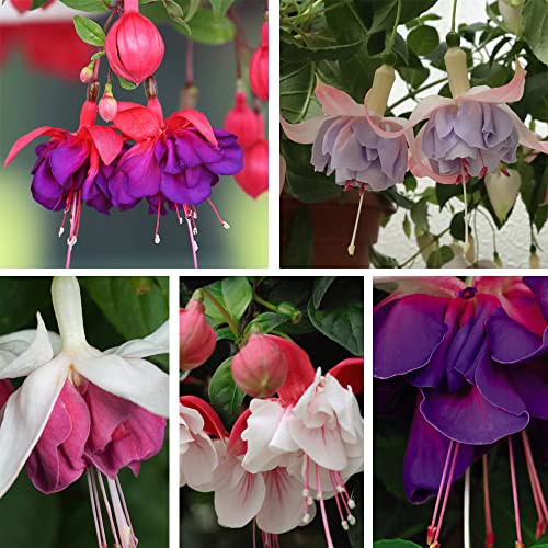 Fuchsia Giant Flowered Collection Garden Plant Half-Hardy Perennial Flowering Garden Plants Easy to Grow Your Own 5X Posti Plug Plants by Thompson and Morgan