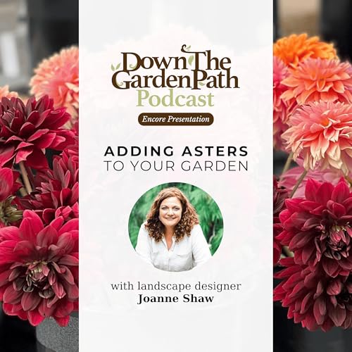 Adding Asters to Your Garden